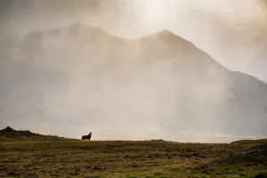 Lone Sentinel