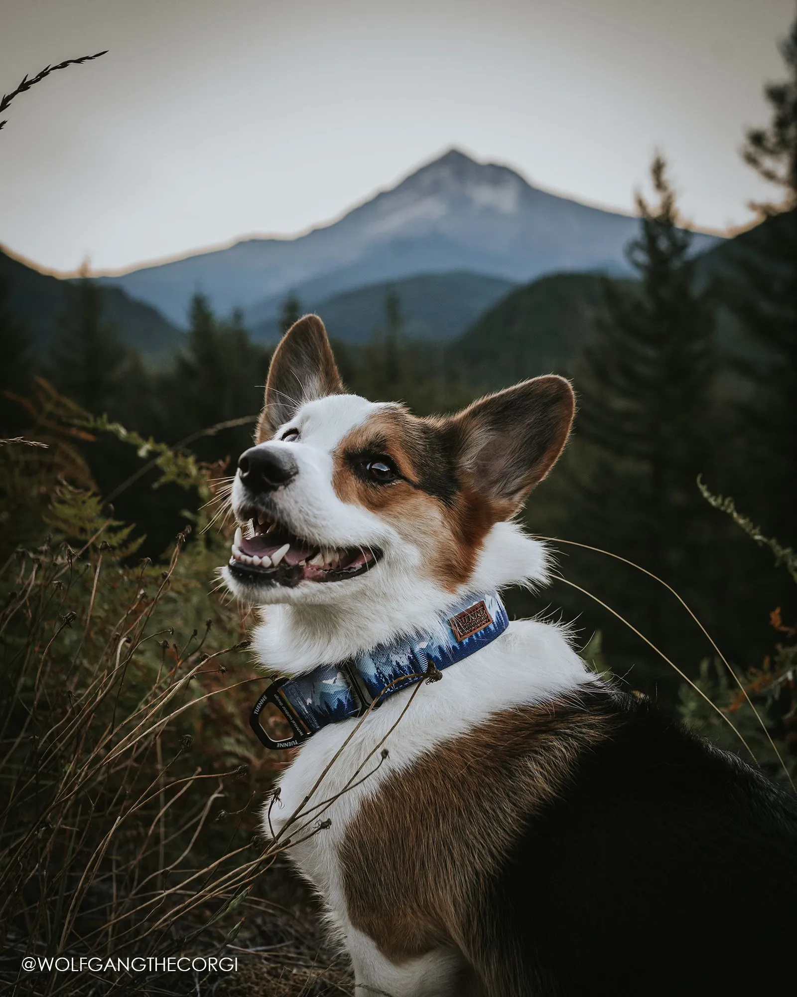 Sierra Nevada Leash