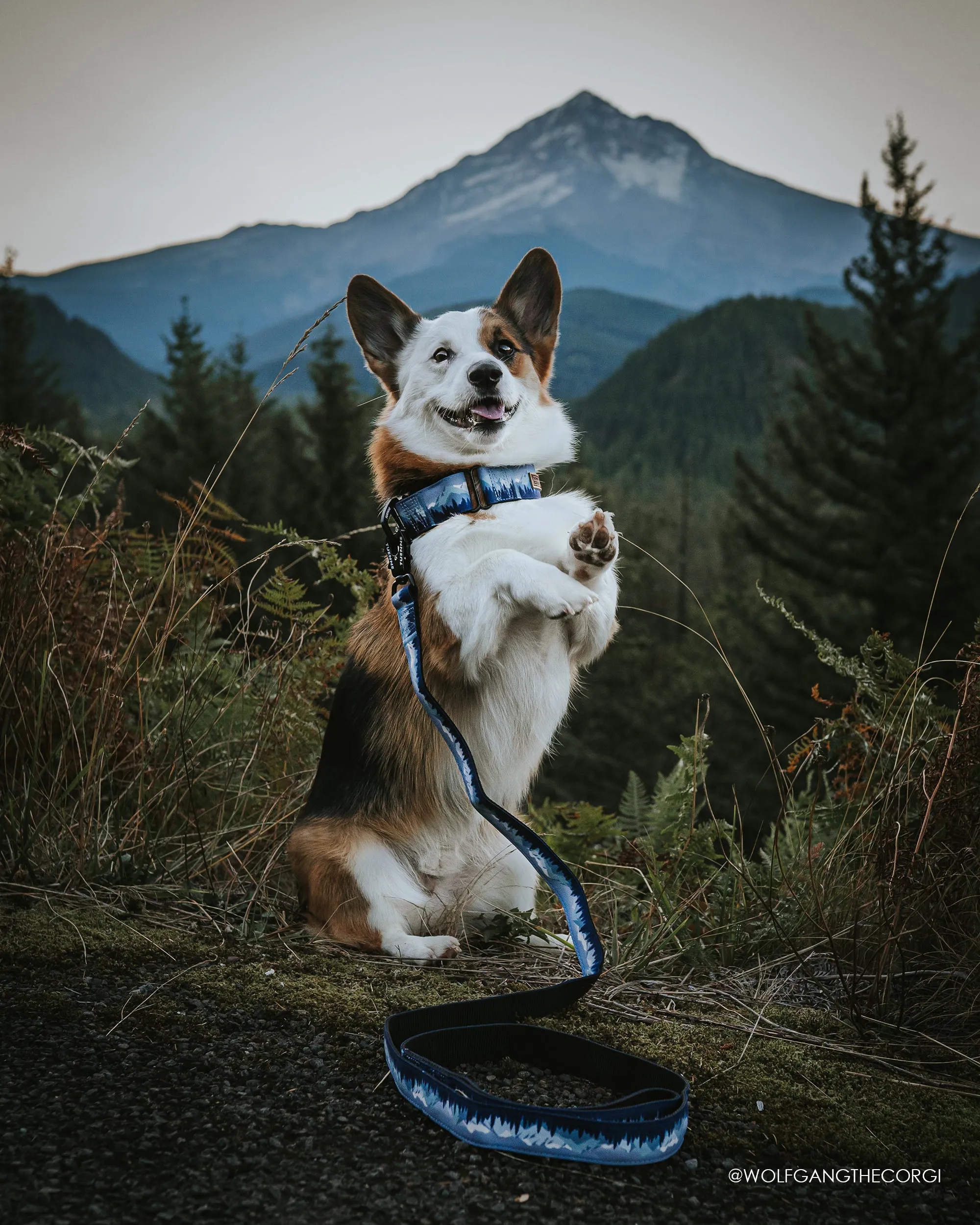 Sierra Nevada Leash