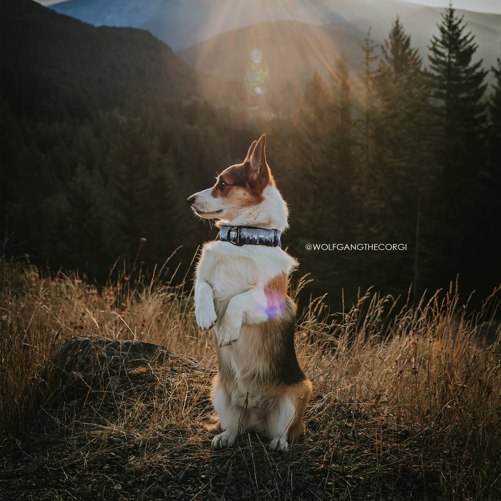 Sierra Nevada Leash