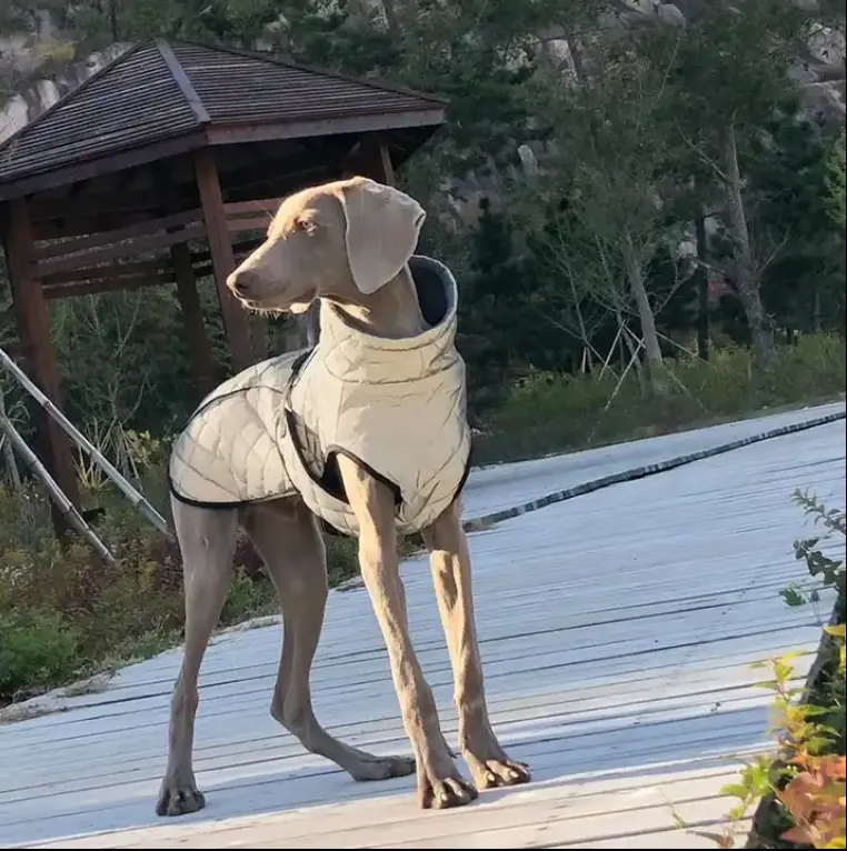 Silver Reflective Outdoor Jacket- Small-Large Dog/Cat Coat