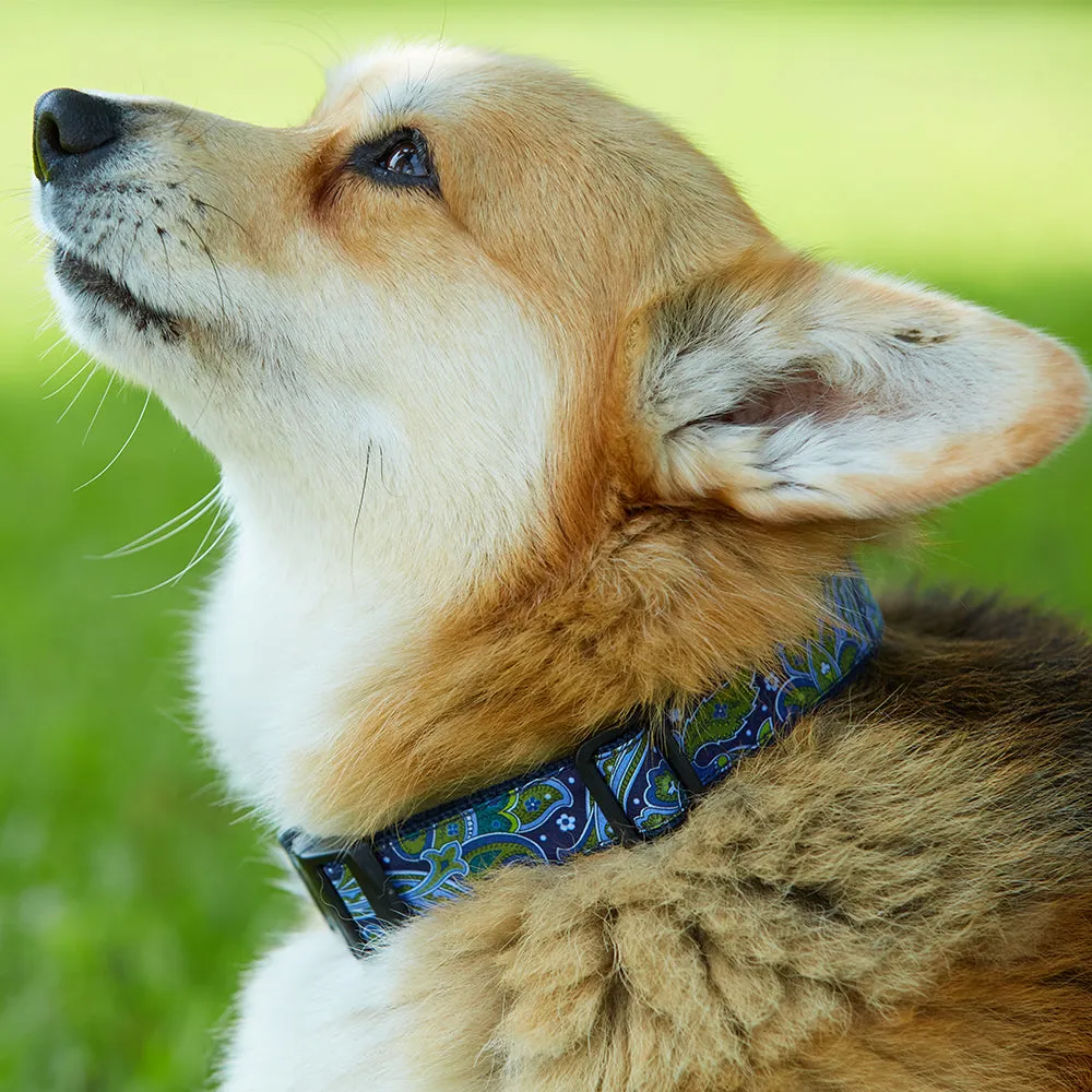 Tealabatta Bay - Dog Collar