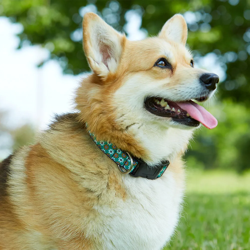 Tealabatta Bay - Dog Collar
